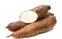 CASSAVA KG